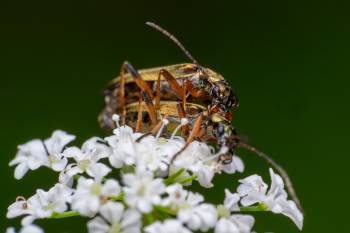 Oedemera virescens