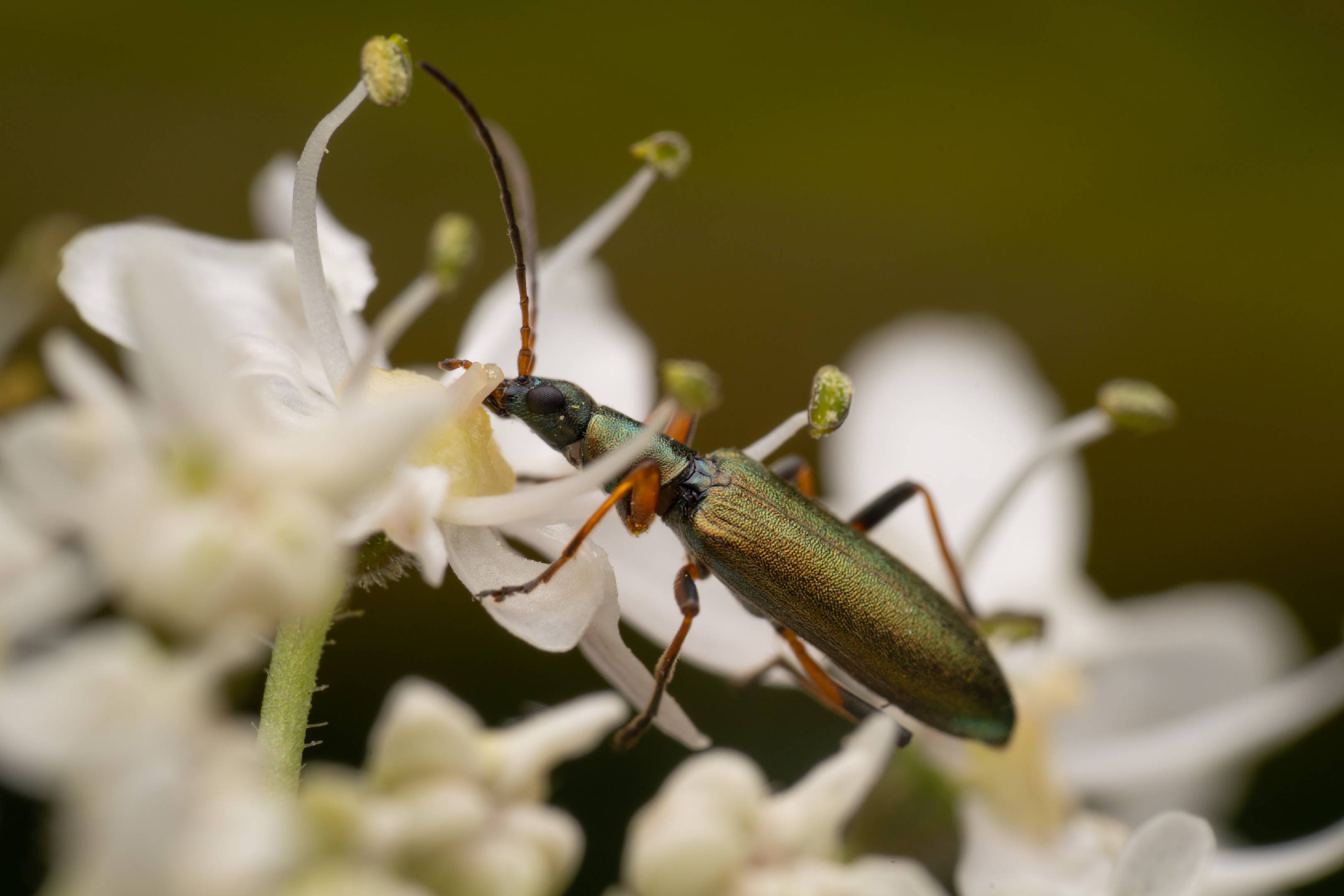 Chrysanthia viridissima