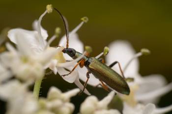 Chrysanthia viridissima | Chrysanthia viridissima
