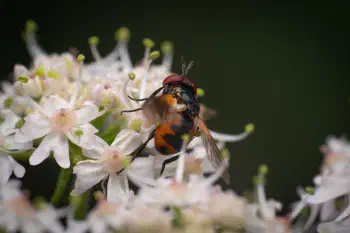 Tachinid Flies
