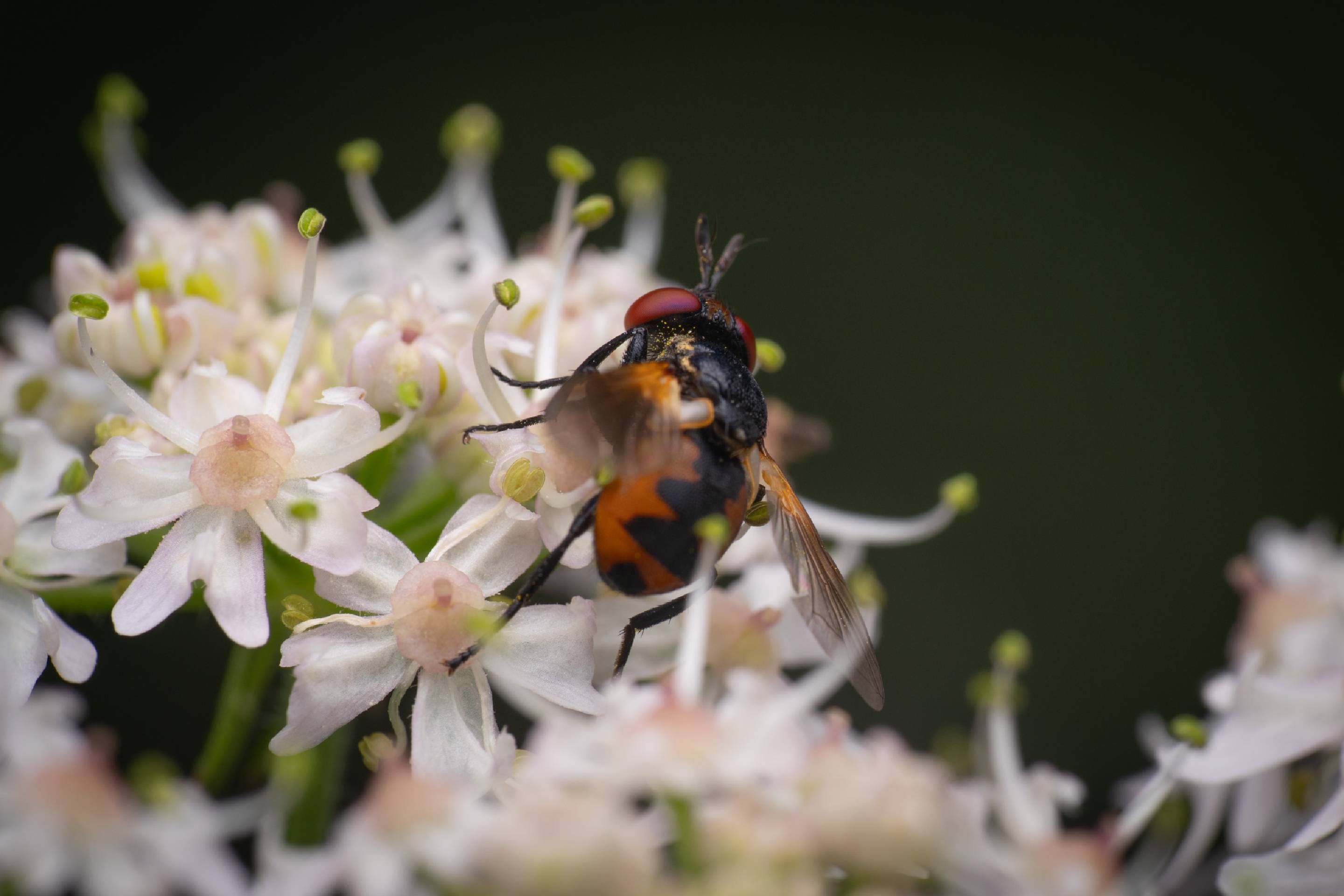 Bristle Flies