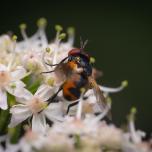 Bristle Flies