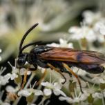 Bramble Sawfly