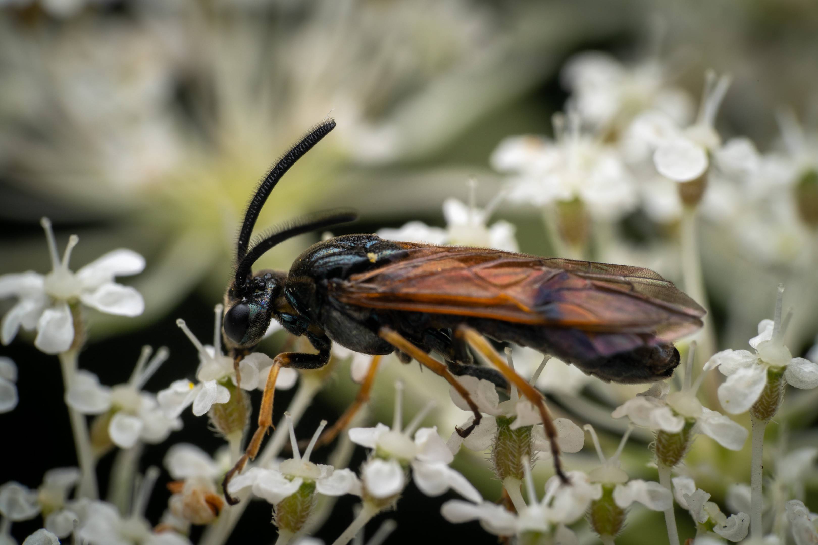 Bramble Sawfly