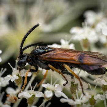 Bramble Sawfly