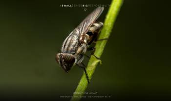 Stomorhina lunata