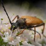 Red Pine Longhorn Beetle