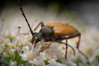 Red Pine Longhorn Beetle