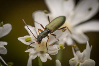 Chrysanthia viridissima | Chrysanthia viridissima