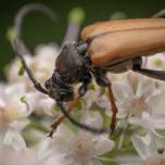 Red Pine Longhorn Beetle