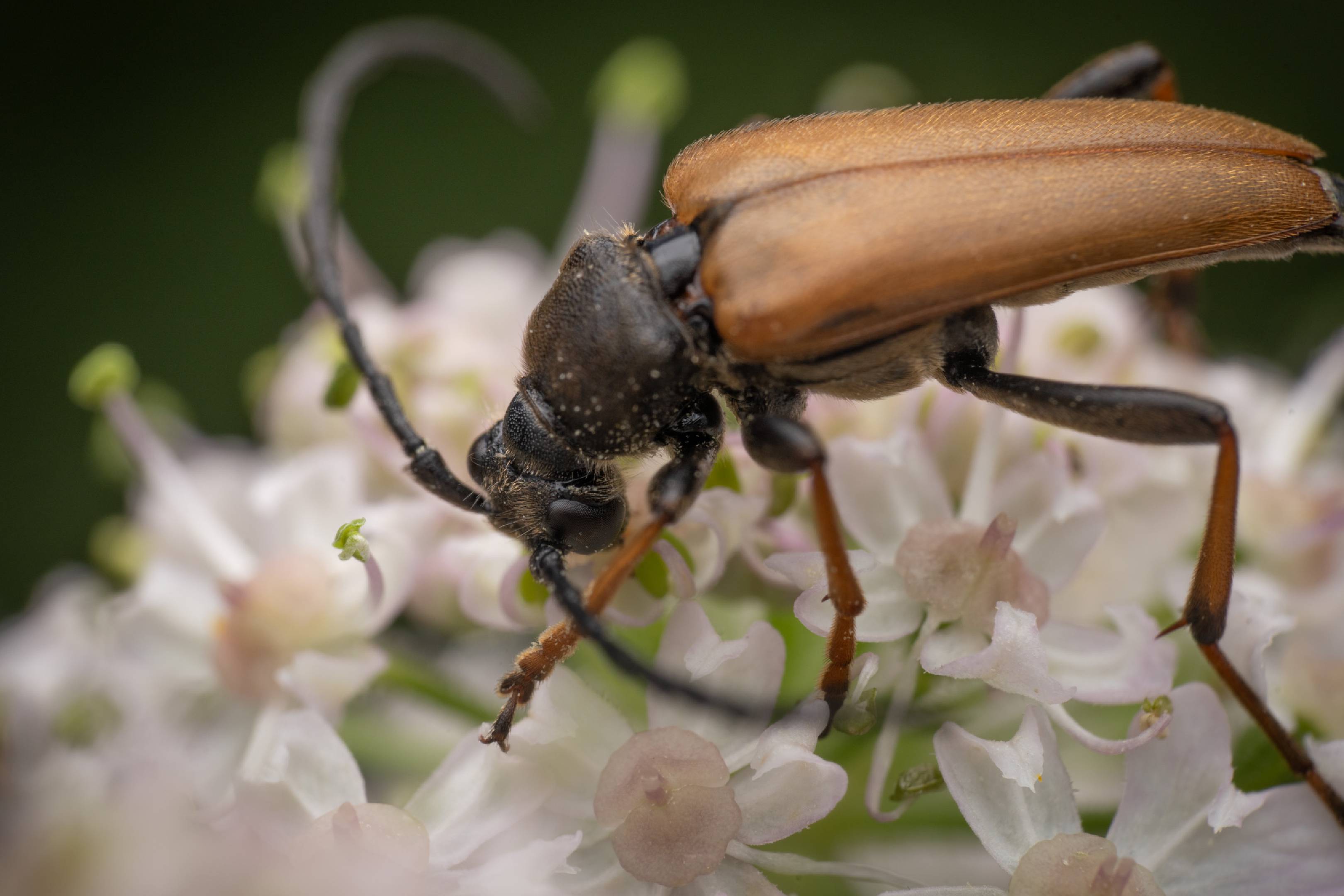 Red Pine Longhorn Beetle