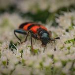 Bee-eating Beetle