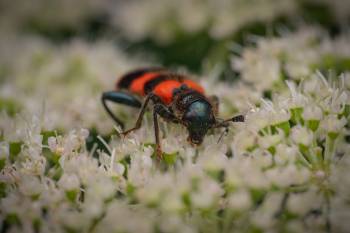 Bee-eating Beetle