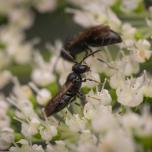 Common Masked Bee