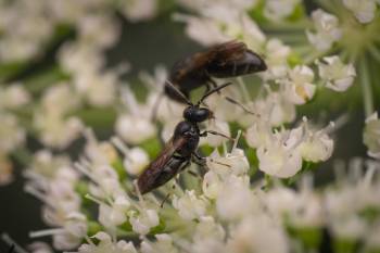 Common Masked Bee | Common Masked Bee