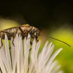 Yellow-legged Thick-legged Flower Beetle