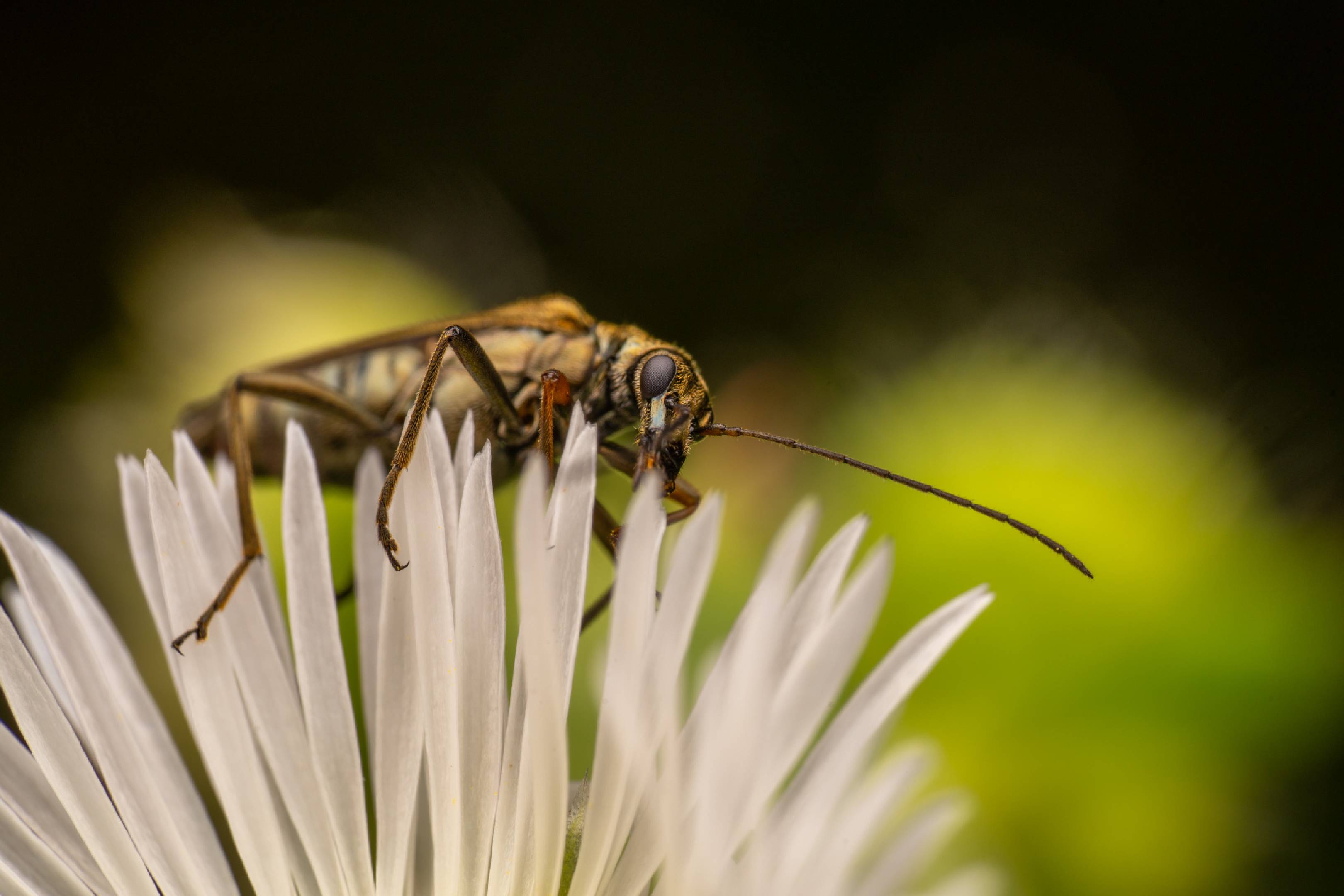 Yellow-legged Thick-legged Flower Beetle