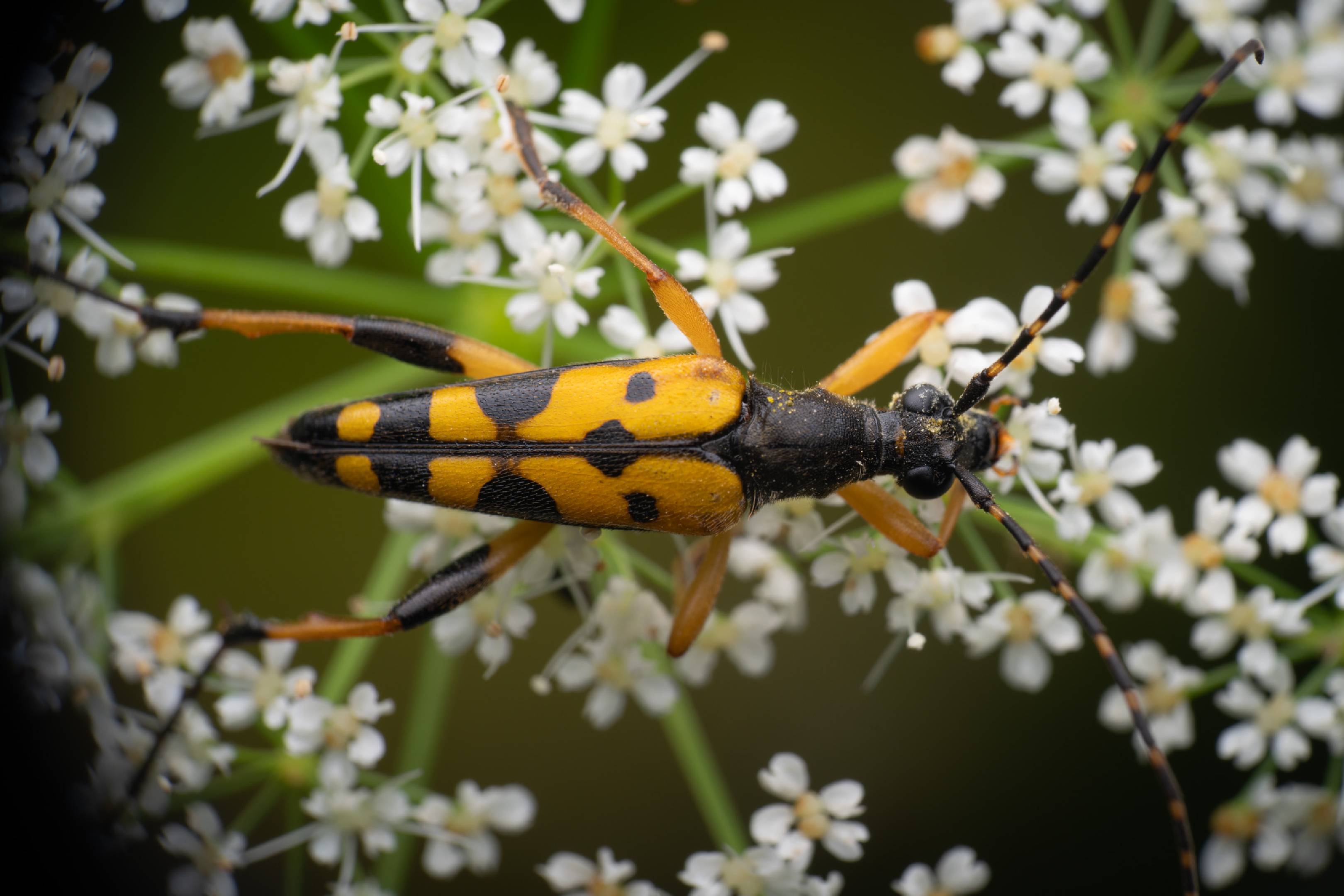 Spotted Longhorn Beetle | Spotted Longhorn Beetle