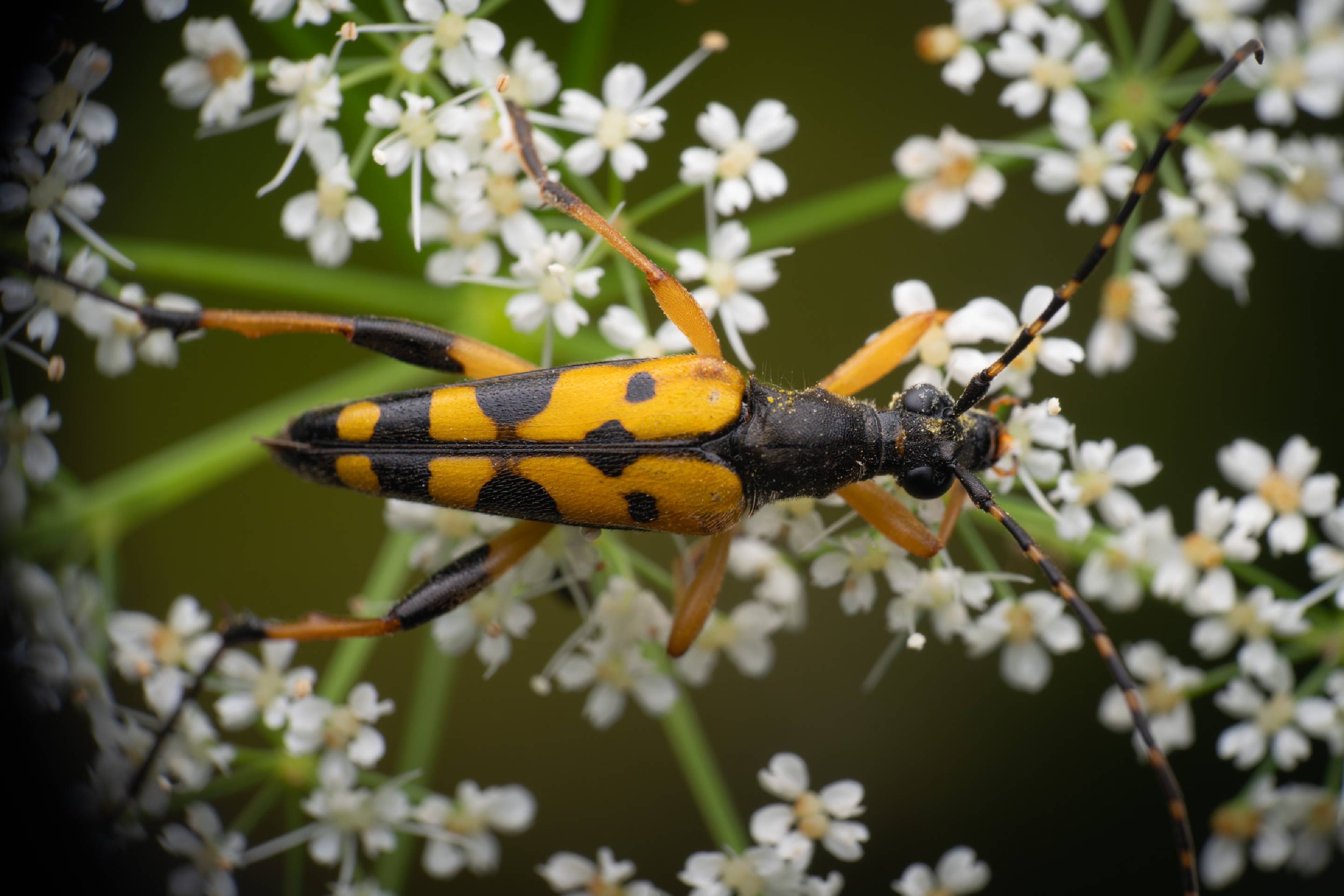 Spotted Longhorn Beetle