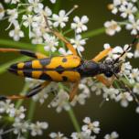 Spotted Longhorn Beetle