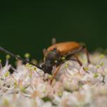 Red Pine Longhorn Beetle