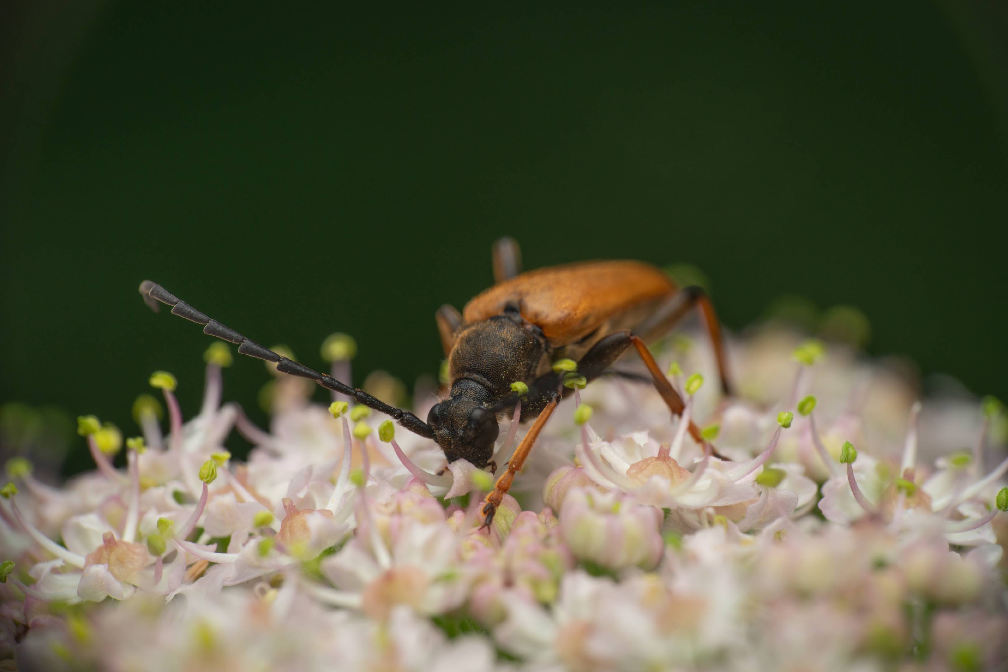 Red Pine Longhorn Beetle