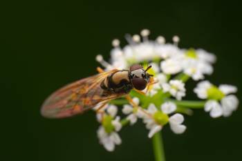 Variable Duskyface Fly