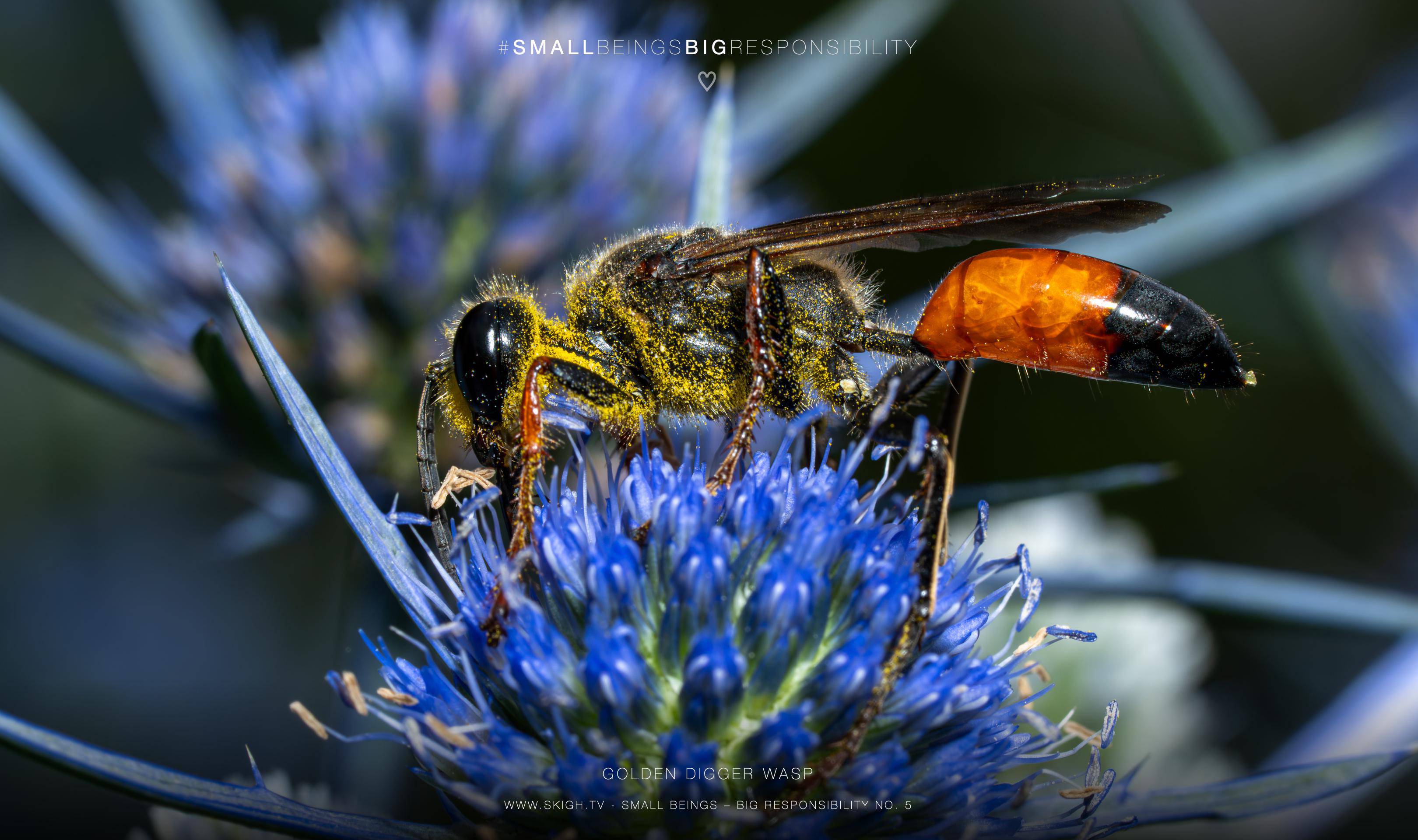 Golden digger wasp | 1/200s * f13 * ISO 400 * 90mm - FE 90mm F2.8 Macro G OSS - Sony α7R V Golden digger wasp