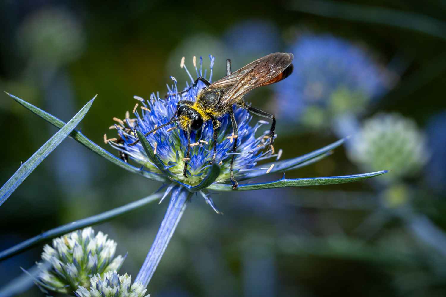 Golden digger wasp