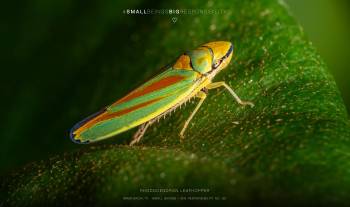 Rhododendron leafhopper