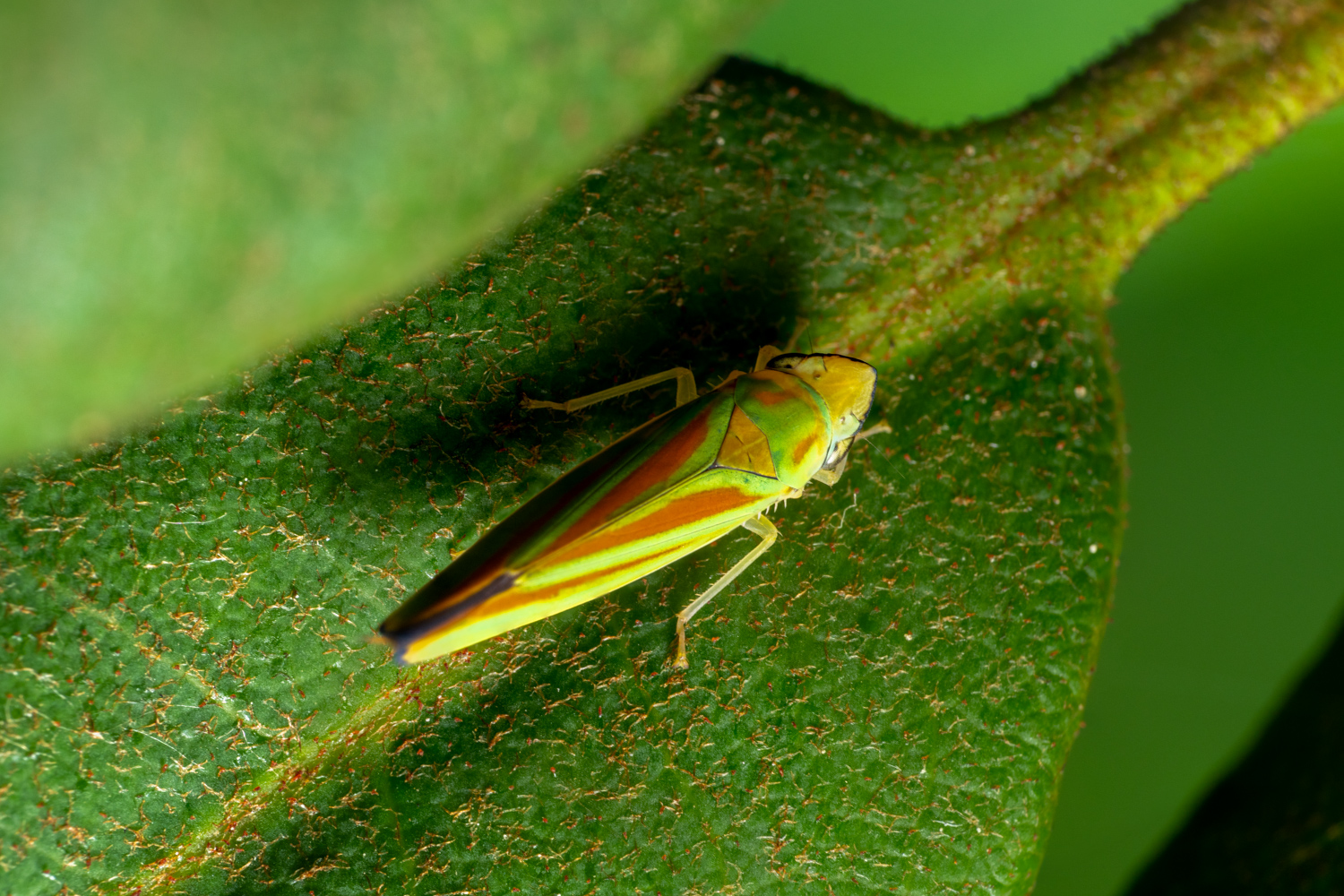 Rhododendron leafhopper