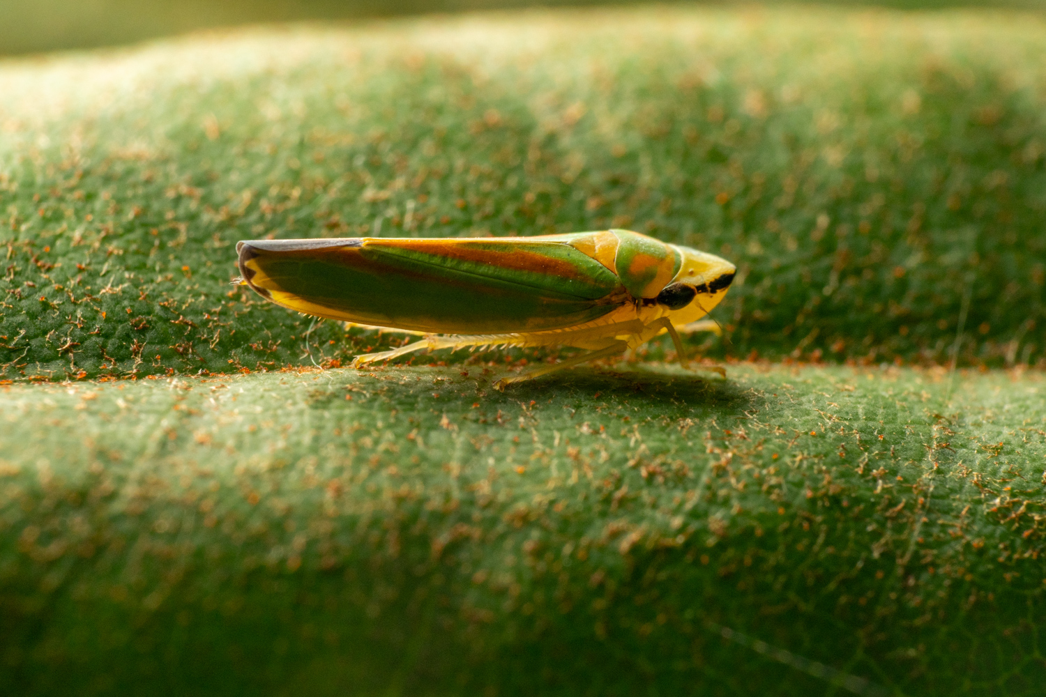 Rhododendron leafhopper