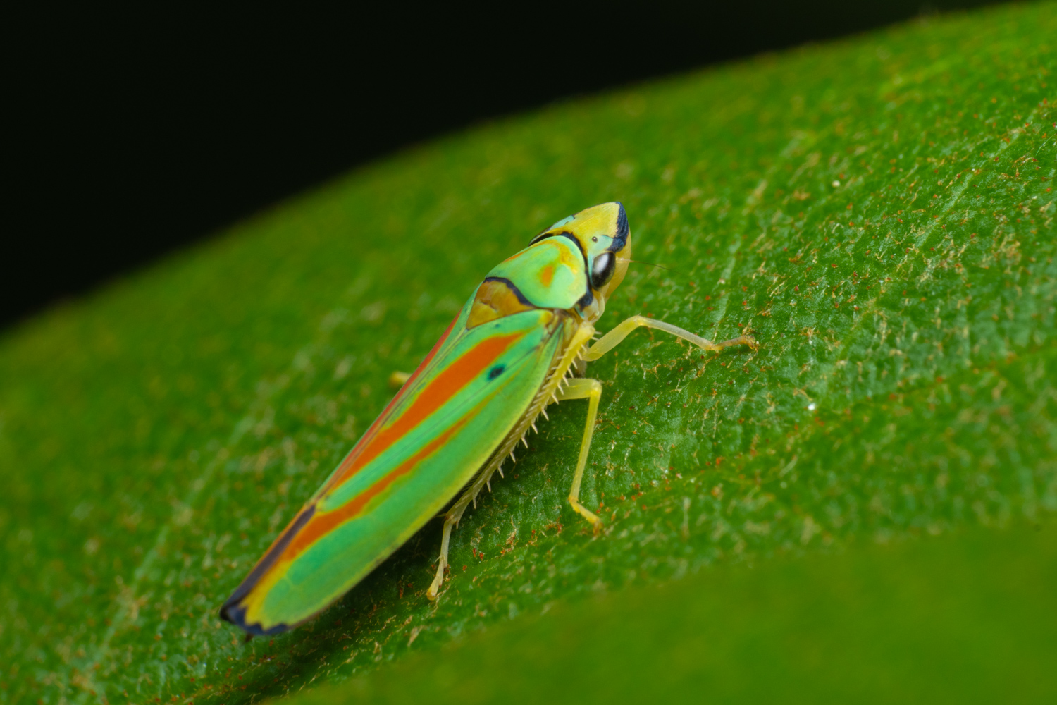 Rhododendron leafhopper