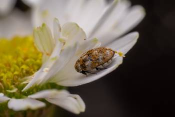 Varied Carpet Beetle