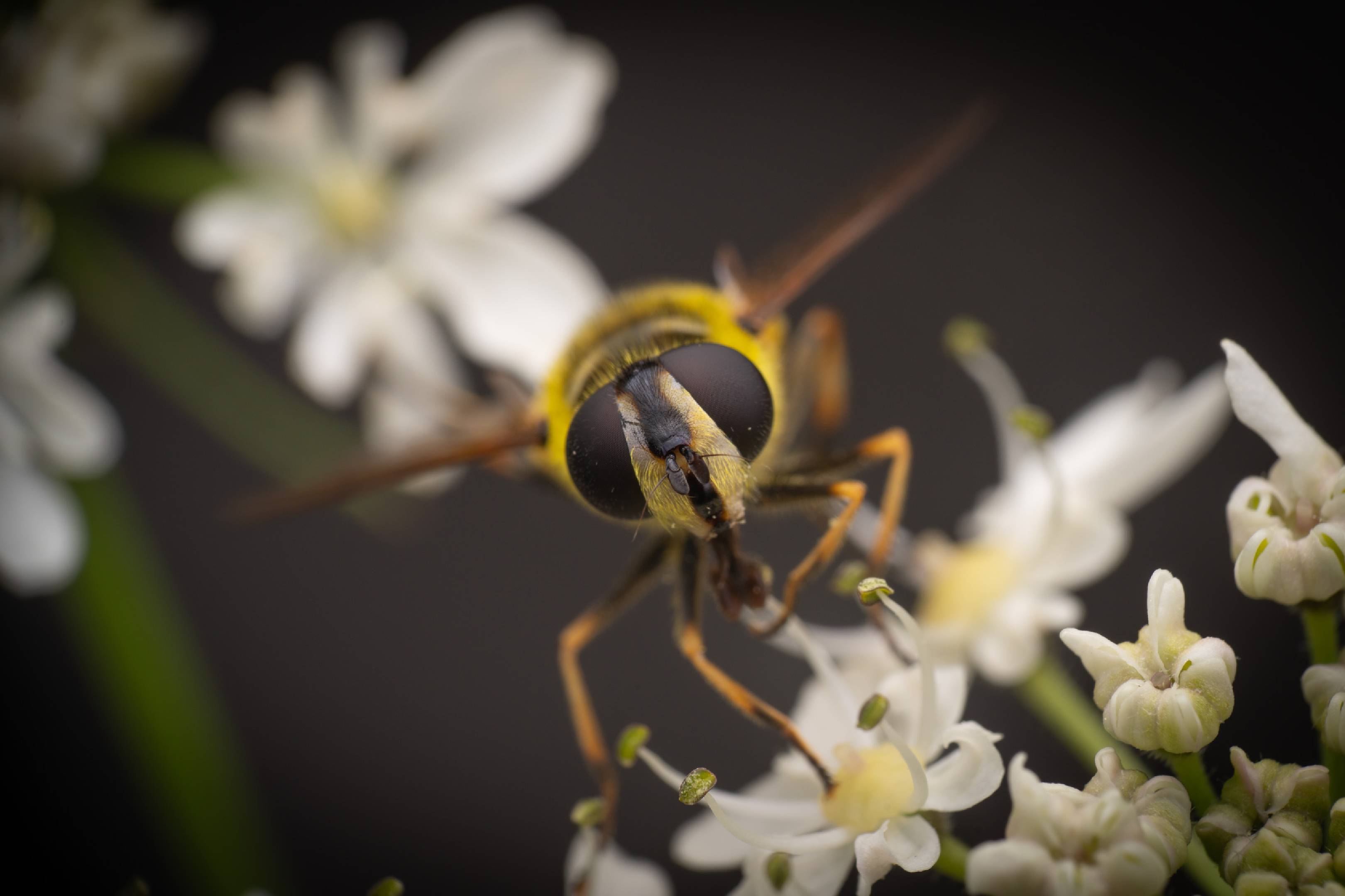 Yellow-haired Sun Fly | Yellow-haired Sun Fly