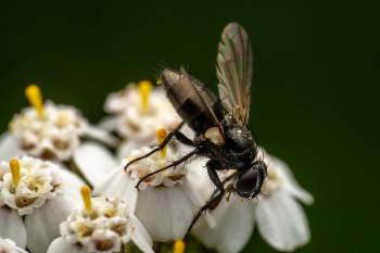 Zophomyia temula | Zophomyia temula