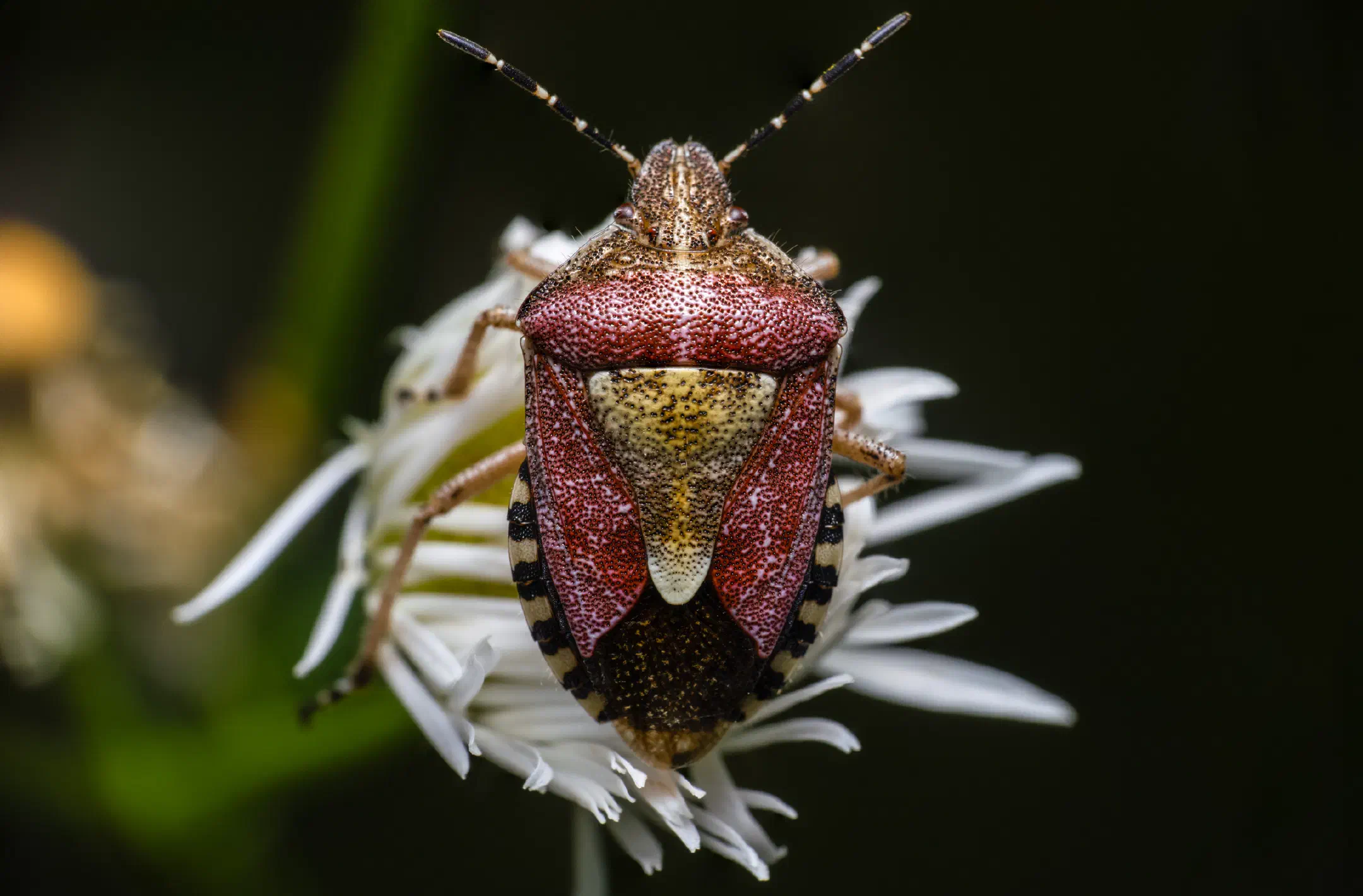 Sloe Bug