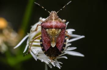 Sloe Bug | Sloe Bug