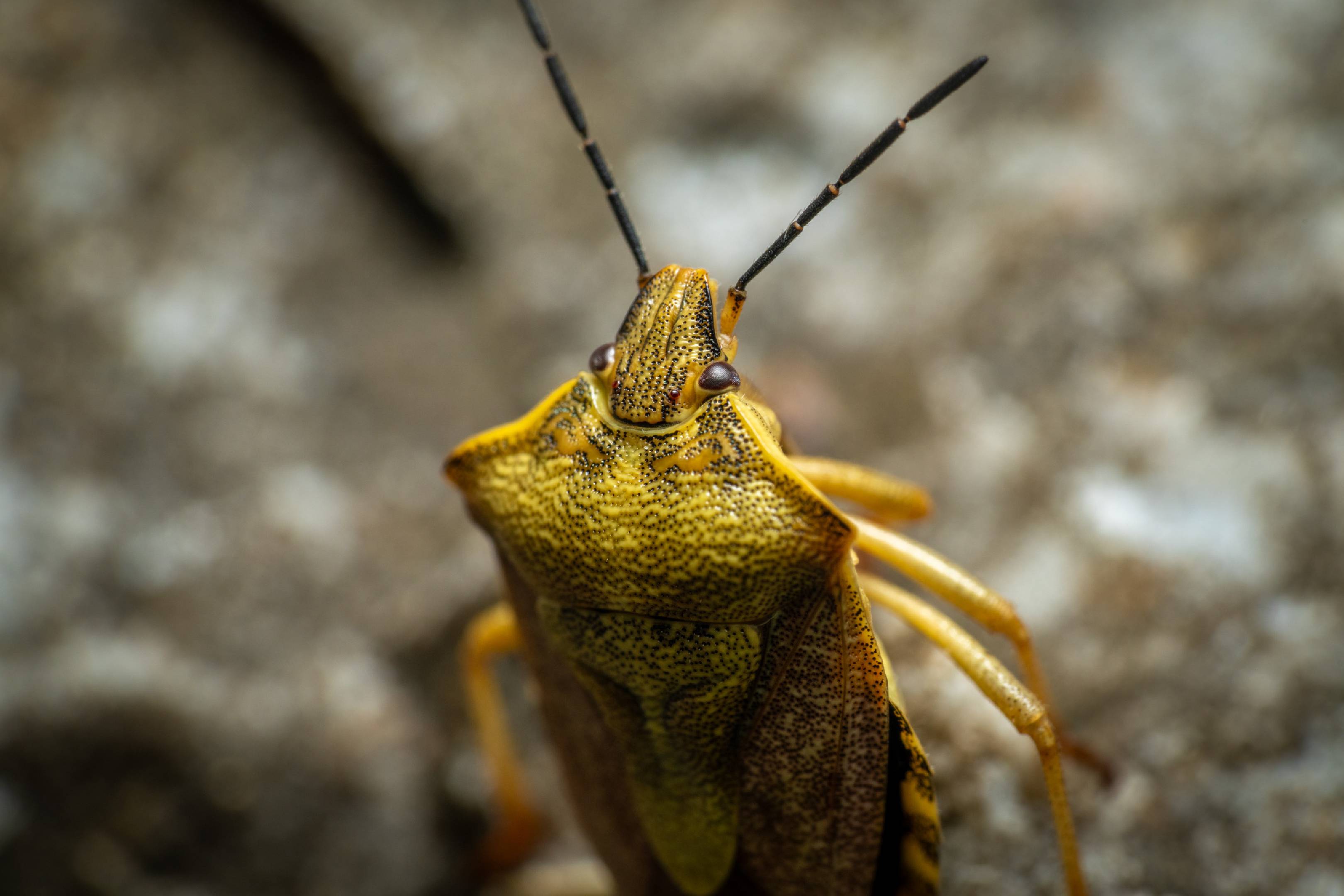 Black-shouldered Shieldbug