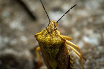 Black-shouldered Shieldbug | Black-shouldered Shieldbug