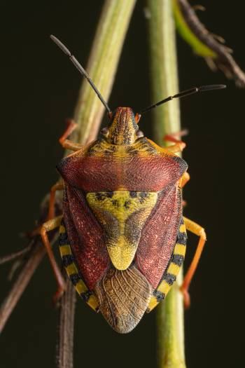 Black-shouldered Shieldbug | Black-shouldered Shieldbug
