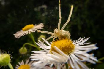 Goldenrod Crab Spider | Goldenrod Crab Spider