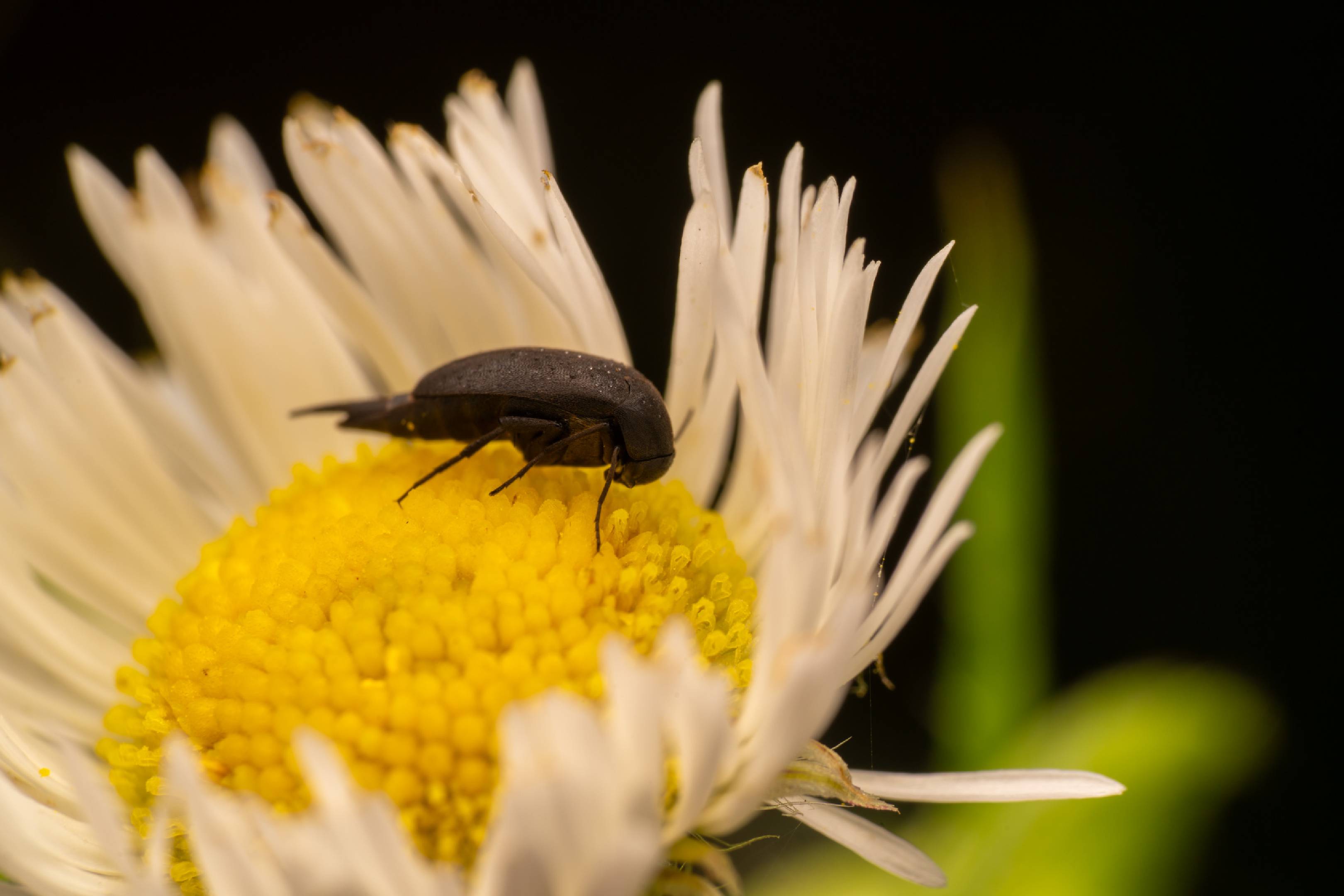 Anaspis frontalis