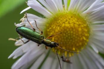 Oedemera virescens