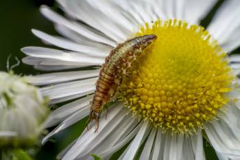Chrysoperla carnea | Chrysoperla carnea