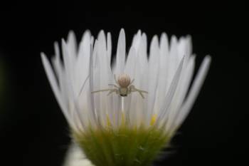 Goldenrod Crab Spider | Goldenrod Crab Spider