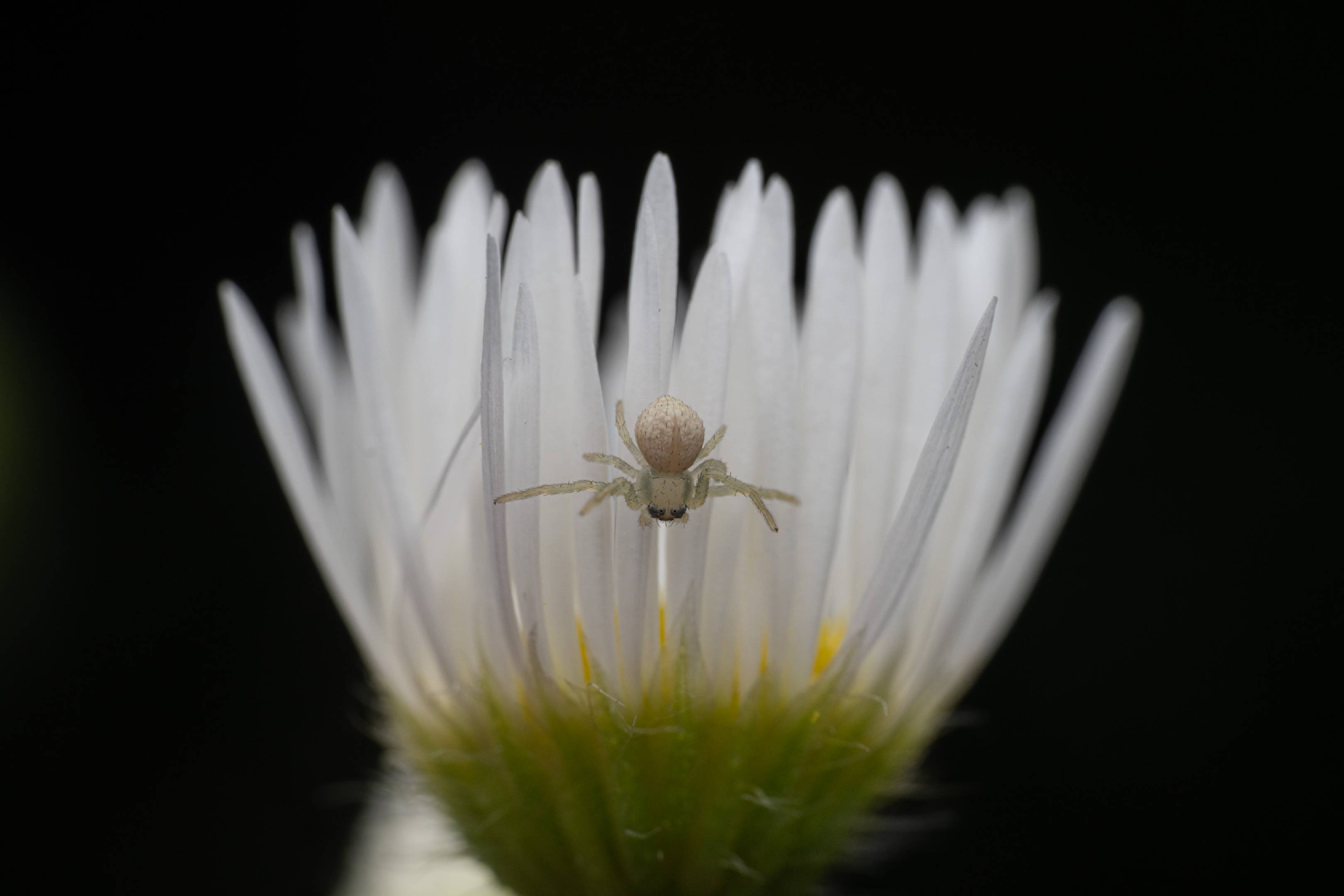 Goldenrod Crab Spider