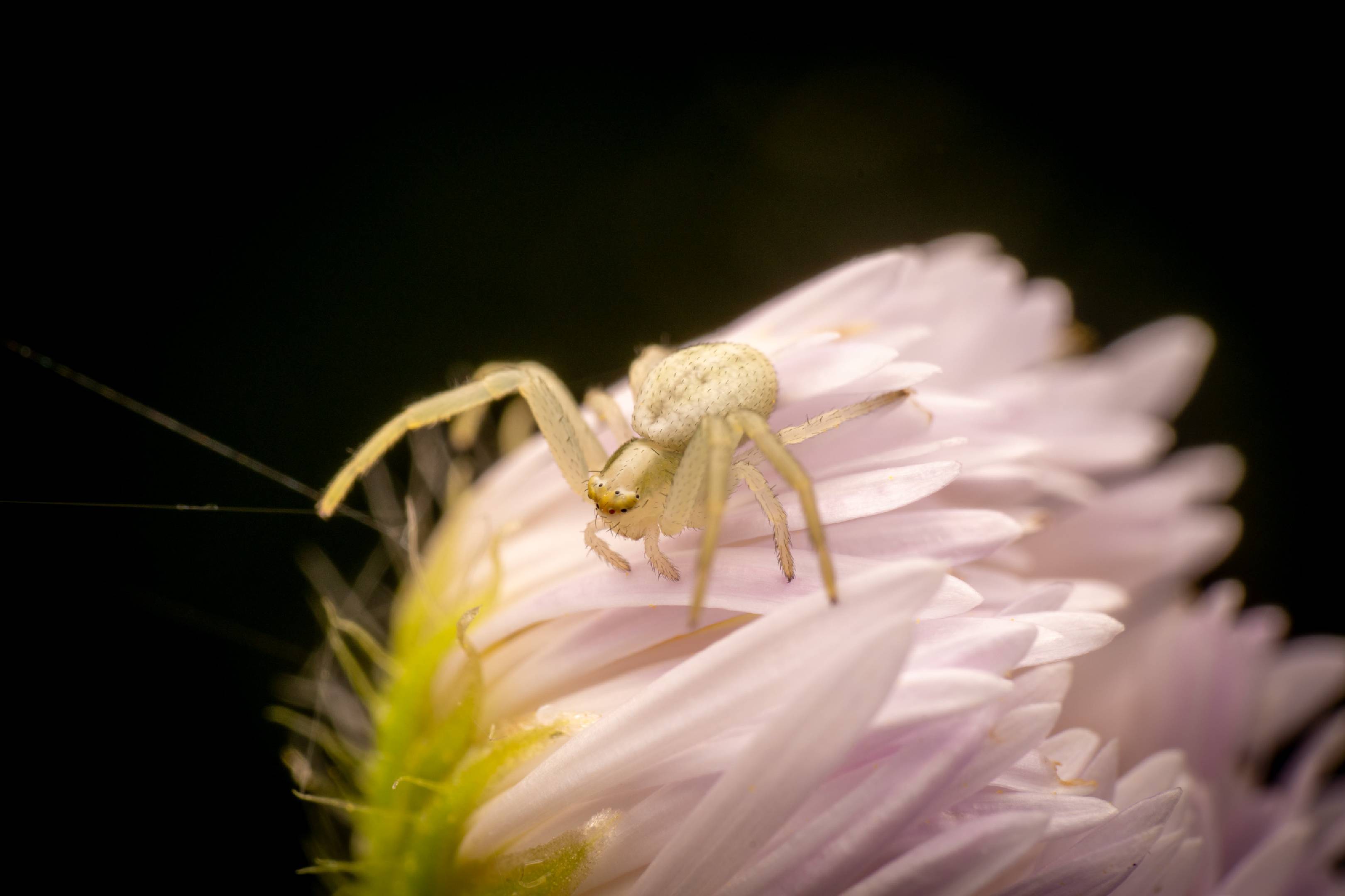 Goldenrod Crab Spider