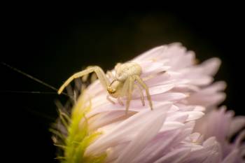 Goldenrod Crab Spider | Goldenrod Crab Spider