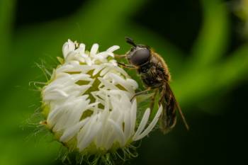 Hover Flies